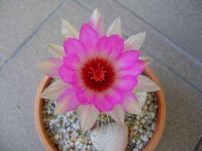 Thelocactus bicolor ssp. pottsii