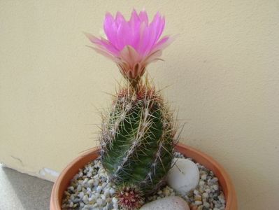 Thelocactus bicolor ssp. pottsii