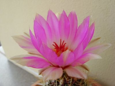 Thelocactus bicolor ssp. pottsii