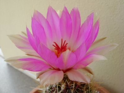 Thelocactus bicolor ssp. pottsii