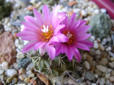 Turbinicarpus viereckii