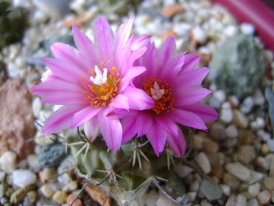 Turbinicarpus viereckii