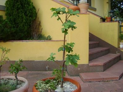 Smochin (Ficus carica)