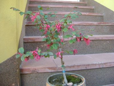 Loropetalum chinensis