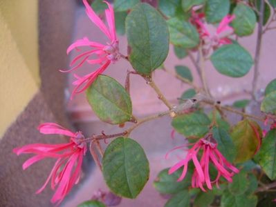 Loropetalum chinensis