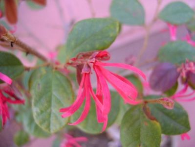 Loropetalum chinensis