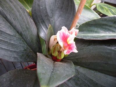 costus erythrophilla