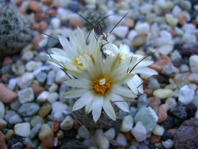 Turbinicarpus krainzianus v. lausseri