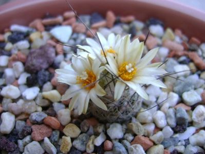 Turbinicarpus krainzianus v. lausseri