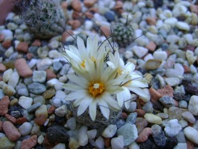 Turbinicarpus krainzianus v. lausseri