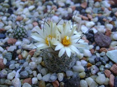 Turbinicarpus krainzianus v. lausseri