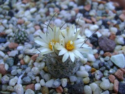 Turbinicarpus krainzianus v. lausseri