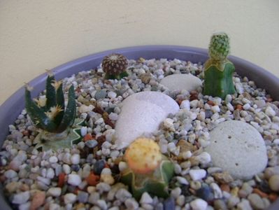 Grup de 4 cactusi altoiti; Eriosyce odieri 
Pediocactus bradyi 
Ariocarpus agavoides var. sanluisensis 
Sulcorebutia rauschii f. aurea
