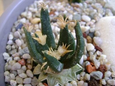 Ariocarpus agavoides v. sanluisensis (altoit)