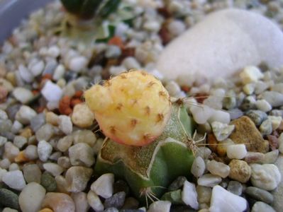 Sulcorebutia rauschii f. aurea (altoita)