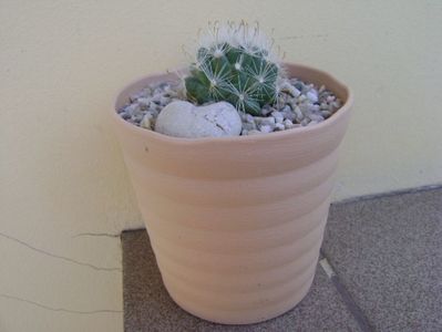 Mammillaria boolii