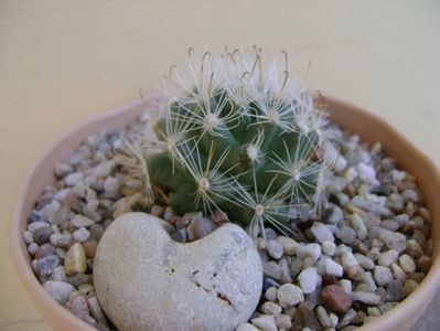 Mammillaria boolii