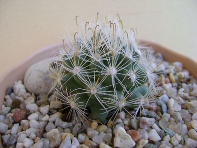 Mammillaria boolii