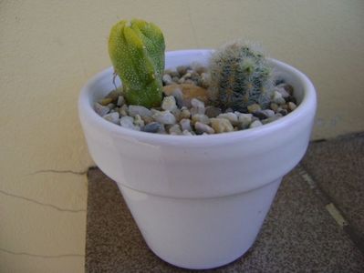 Grup de 2 cactusi; Astrophytum hb. (clorofil-deficitar)
Pygmaeocereus rowleyanus
