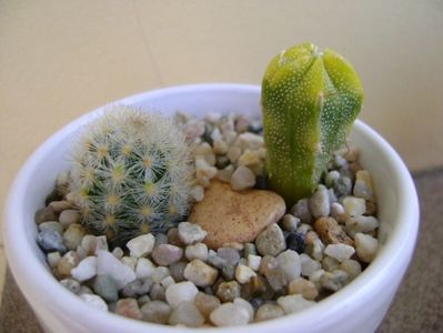 Grup de 2 cactusi; Astrophytum hb. (clorofil-deficitar)
Pygmaeocereus rowleyanus
