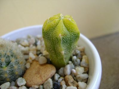 Astrophytum hb. (clorofil-deficitar)