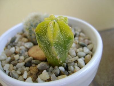 Astrophytum hb. (clorofil-deficitar)