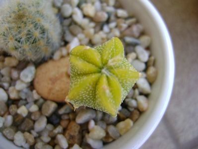 Astrophytum hb. (clorofil-deficitar)