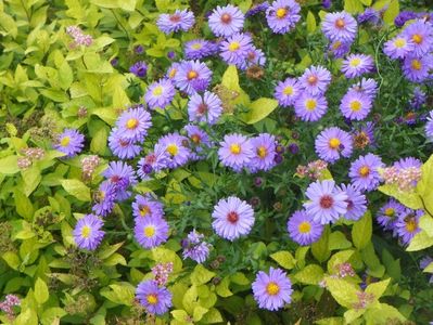 aster inalt