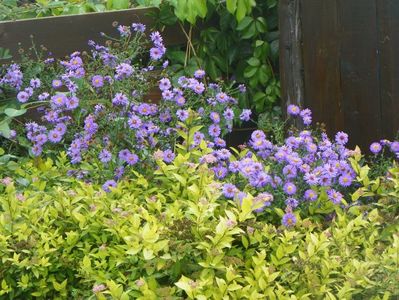 aster inalt si spiraea Gold Mound