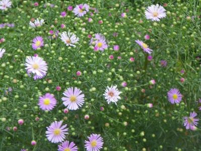 aster ericoides Esther