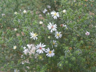 aster ericoides Schneetanne