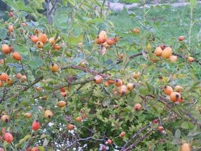 rosa canina