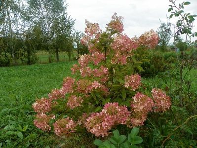 hydrangea paniculata Phantom