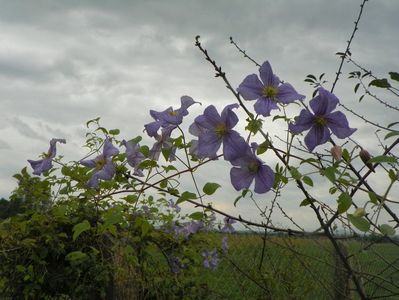 clematis Prince Charles