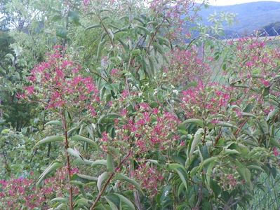 heptacodium miconioides