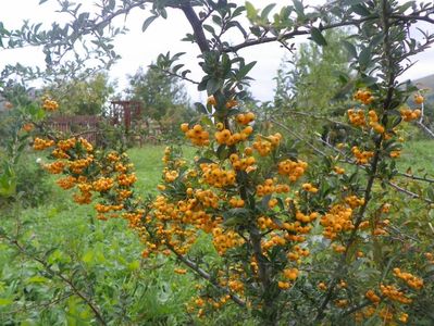 pyracantha Soleil d'Or