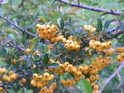 pyracantha Soleil d'Or