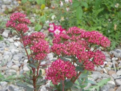 sedum Carl