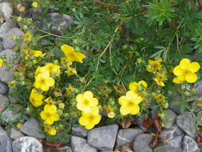 potentilla fruticosa Goldfinger