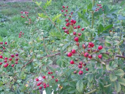 rosa multiflora