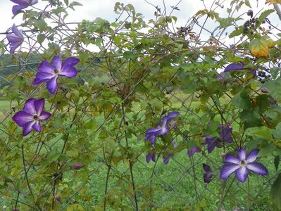 clematis Venosa Violacea