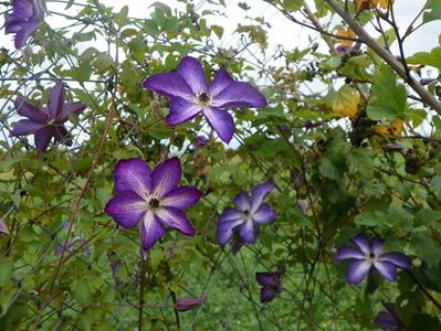 clematis Venosa Violacea