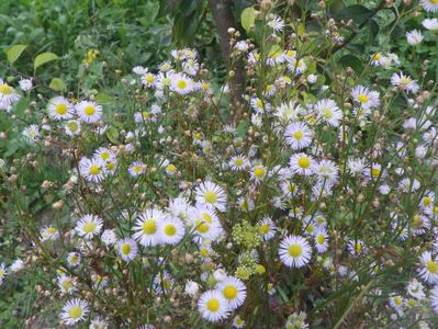 erigeron annuus