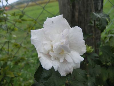 hibiscus syriacus Jeanne d'Arc