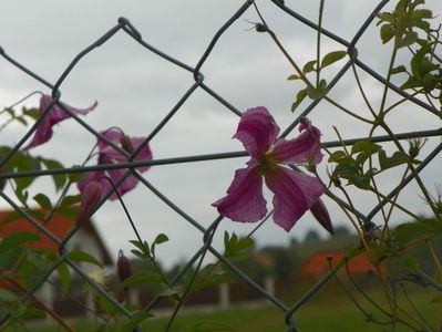 clematis Krakowiak