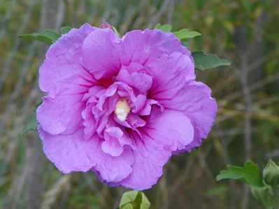 hibiscus syriacus Lavender Chiffon