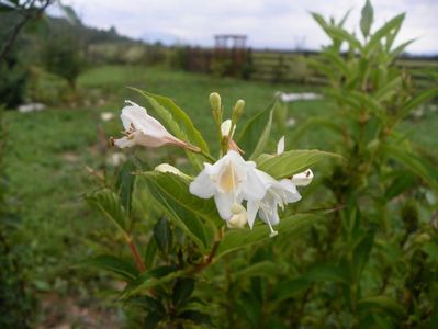 weigela candida