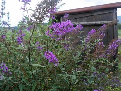 buddleja Empire Blue