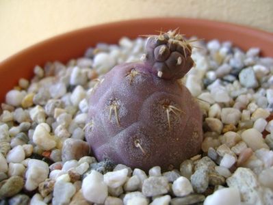 Tephrocactus geometricus