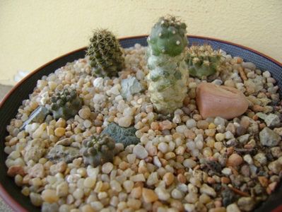 Grup de 5 cactusi; Copiapoa minima, Totoral Bajo, Ch.
Copiapoa humilis ssp. tenuissima
Copiapoa fiedleriana
Copiapoa minima
Eriosyce aurata
